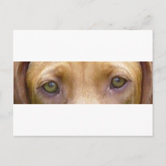 Carte Postale vizsla eyes.png (Devant)