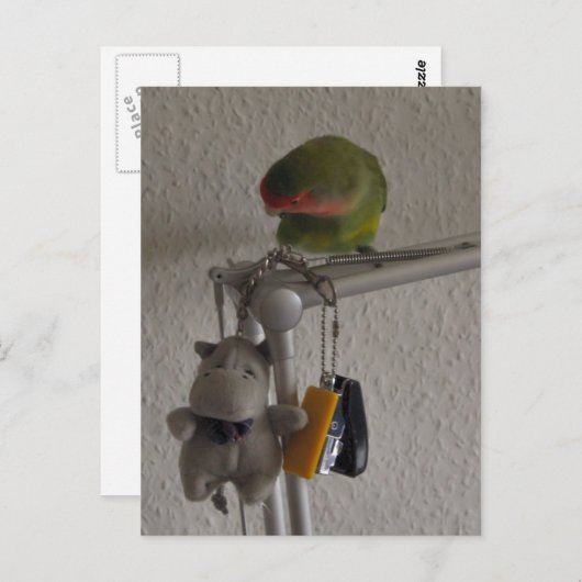 Carte Postale Vogel (Devant / Derrière)