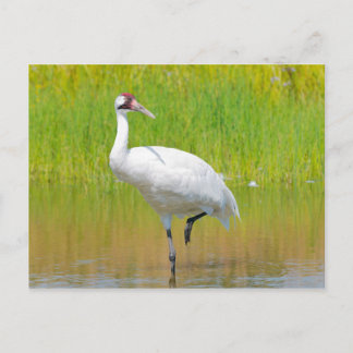Carte Postale Voie de grue blanche dans le marais