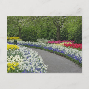 Carte Postale Voie de trottoir à travers tulipes et jonquilles,
