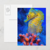 Carte Postale Voie maritime | Hippocampus (Devant / Derrière)