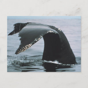 Carte Postale Voile de baleine à bosse