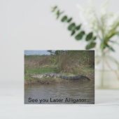Carte Postale Voir plus tard Alligator (Debout devant)