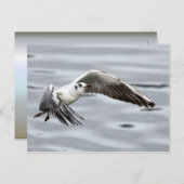 Carte Postale Vol Avian de la Mouette (Devant / Derrière)