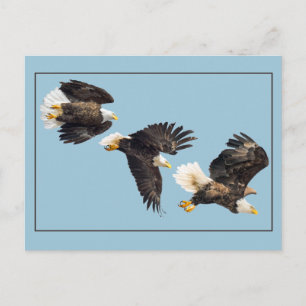 Carte Postale Vol d'aigle à tête blanche sur bleu