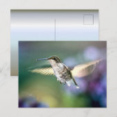 Carte Postale Vol de colibri (Devant / Derrière)
