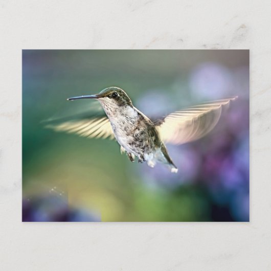 Carte Postale Vol de colibri (Devant)