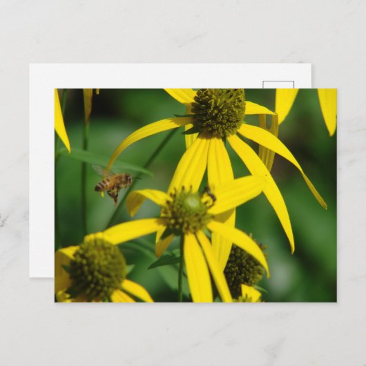 Carte Postale Vol de l'abeille (Devant / Derrière)