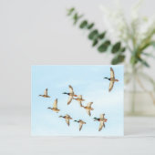 Carte Postale Vol de Mallards (Debout devant)