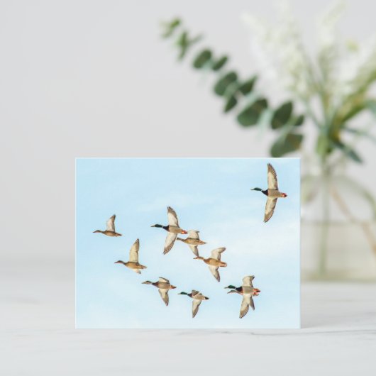 Carte Postale Vol de Mallards (Debout devant)