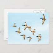 Carte Postale Vol de Mallards (Devant / Derrière)