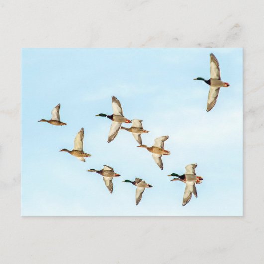 Carte Postale Vol de Mallards (Devant)