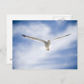 Carte Postale Vol de mouettes, Maroc (Devant / Derrière)