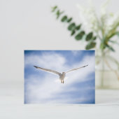 Carte Postale Vol de mouettes, Maroc (Debout devant)