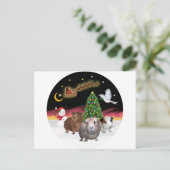 Carte Postale Vol de nuit - 3 Cochons de Guinée (Debout devant)