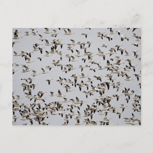 Carte Postale Vol de oies sauvages (Devant)