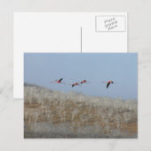 Carte Postale Vol des flamants roses (Devant / Derrière)