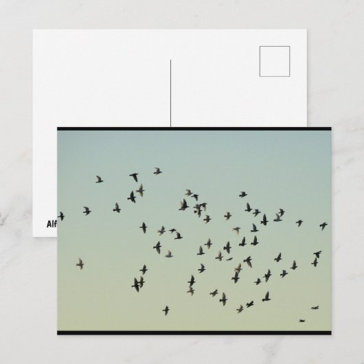 Carte Postale Vol des Pigeons (Devant / Derrière)