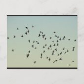 Carte Postale Vol des Pigeons (Devant)