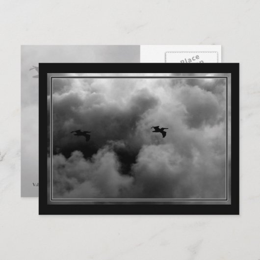 Carte Postale Vol Pélican (Devant / Derrière)