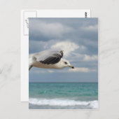 Carte Postale Vol Seagull (Devant / Derrière)