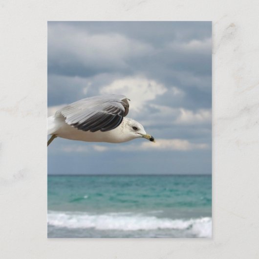 Carte Postale Vol Seagull (Devant)