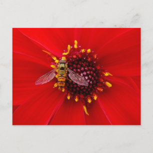 Carte Postale Vol stationnaire sur une Dahlia