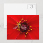 Carte Postale Vol stationnaire sur une Dahlia (Devant / Derrière)
