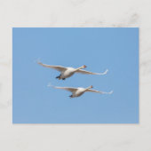 Carte Postale Vol Swans Nature Photo (Devant)