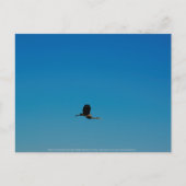 Carte Postale Volant (Devant)