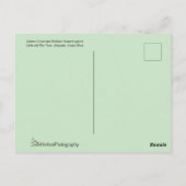 Carte Postale Volant de colibri brillant à tête verte (Dos)