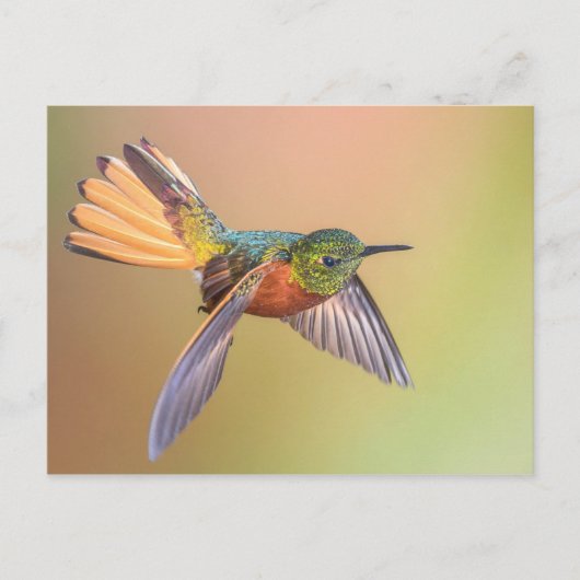 Carte Postale Volant de colibri coloré (Devant)