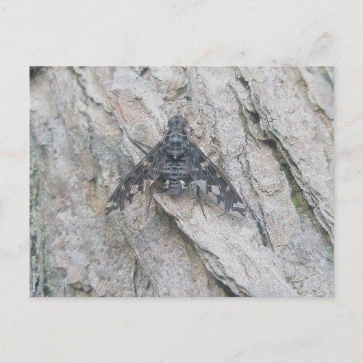Carte postale volante furtive (Devant)