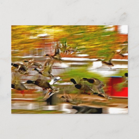 Carte Postale Voler (Devant)