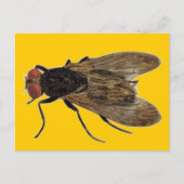 Carte Postale Voler (Devant)