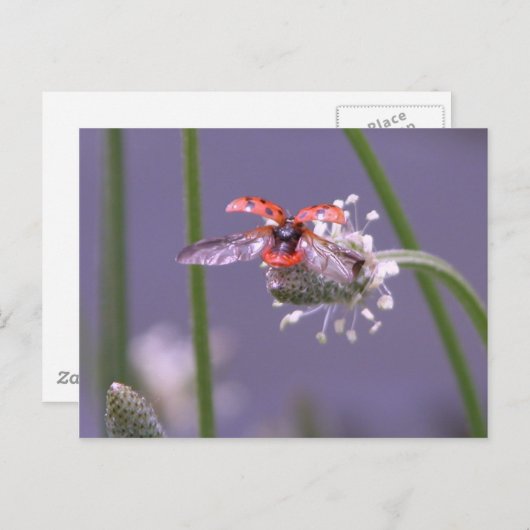 Carte Postale Voler à la maison (Devant / Derrière)