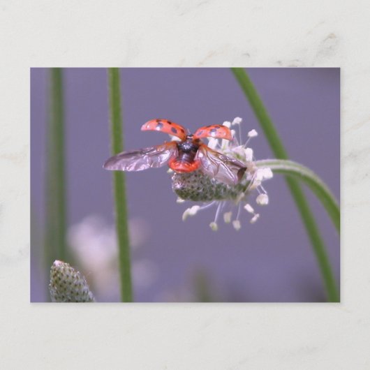 Carte Postale Voler à la maison (Devant)