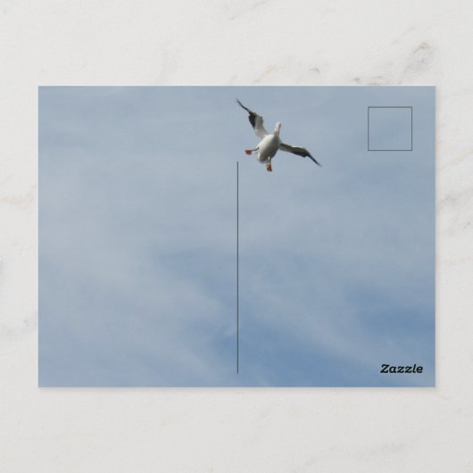 Carte Postale Voler comme un aigle, Terre comme un pélican - Drô (Dos)