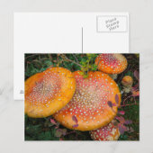 Carte Postale Voler des champignons agariques au lac Mowich (Devant / Derrière)