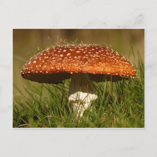 Carte Postale Voler le champignon Argaric (Devant)