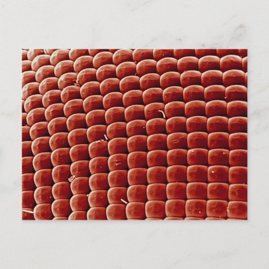 Carte Postale Voler - oeil (Devant)