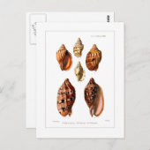 Carte Postale Voluta Shells (Devant / Derrière)