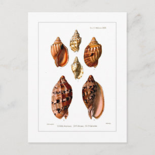 Carte Postale Voluta Shells