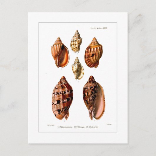 Carte Postale Voluta Shells (Devant)