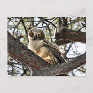 Carte Postale Vous Aimez Mes Yeux ? -Carte postale