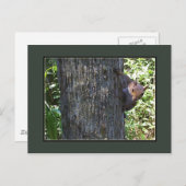 Carte Postale Vous avez des noix ? ? ? (Devant / Derrière)