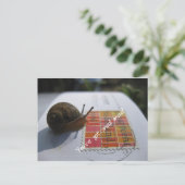Carte Postale vous avez un courrier d'escargot (Debout devant)