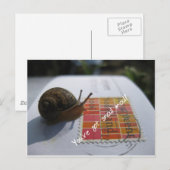 Carte Postale vous avez un courrier d'escargot (Devant / Derrière)