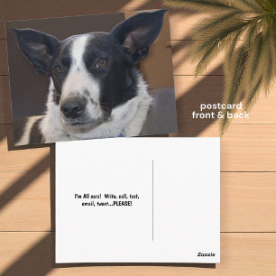 Carte Postale Vous Manquez Frontière Collie Chien Perky Oreilles