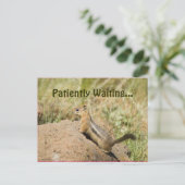 Carte Postale Vous Manquez Mignonne Chipmunk Sur Une Photo Rock (Debout devant)